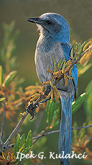 Ipek Kulahci- Florida scrub jay 2